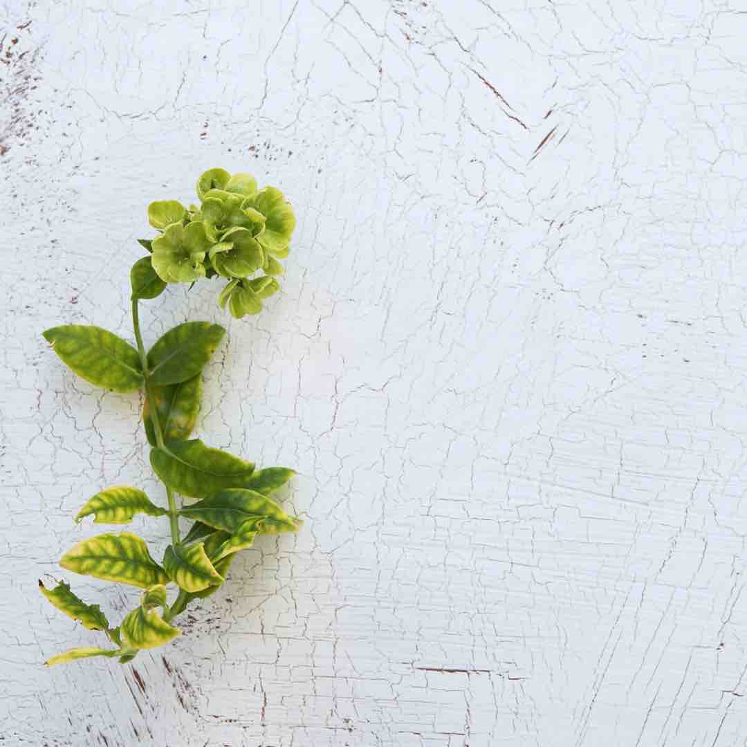 𝗠🌿‬ ܸフォロバ