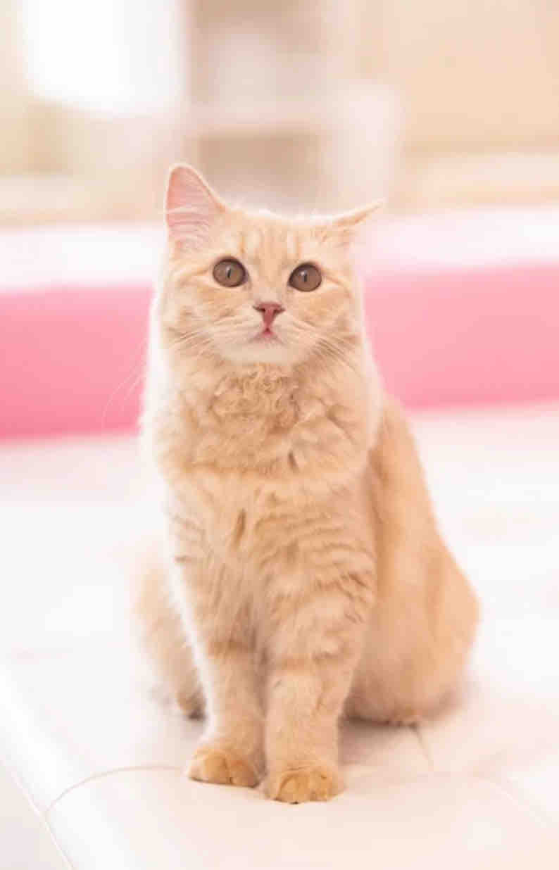 りぃフォロバ100