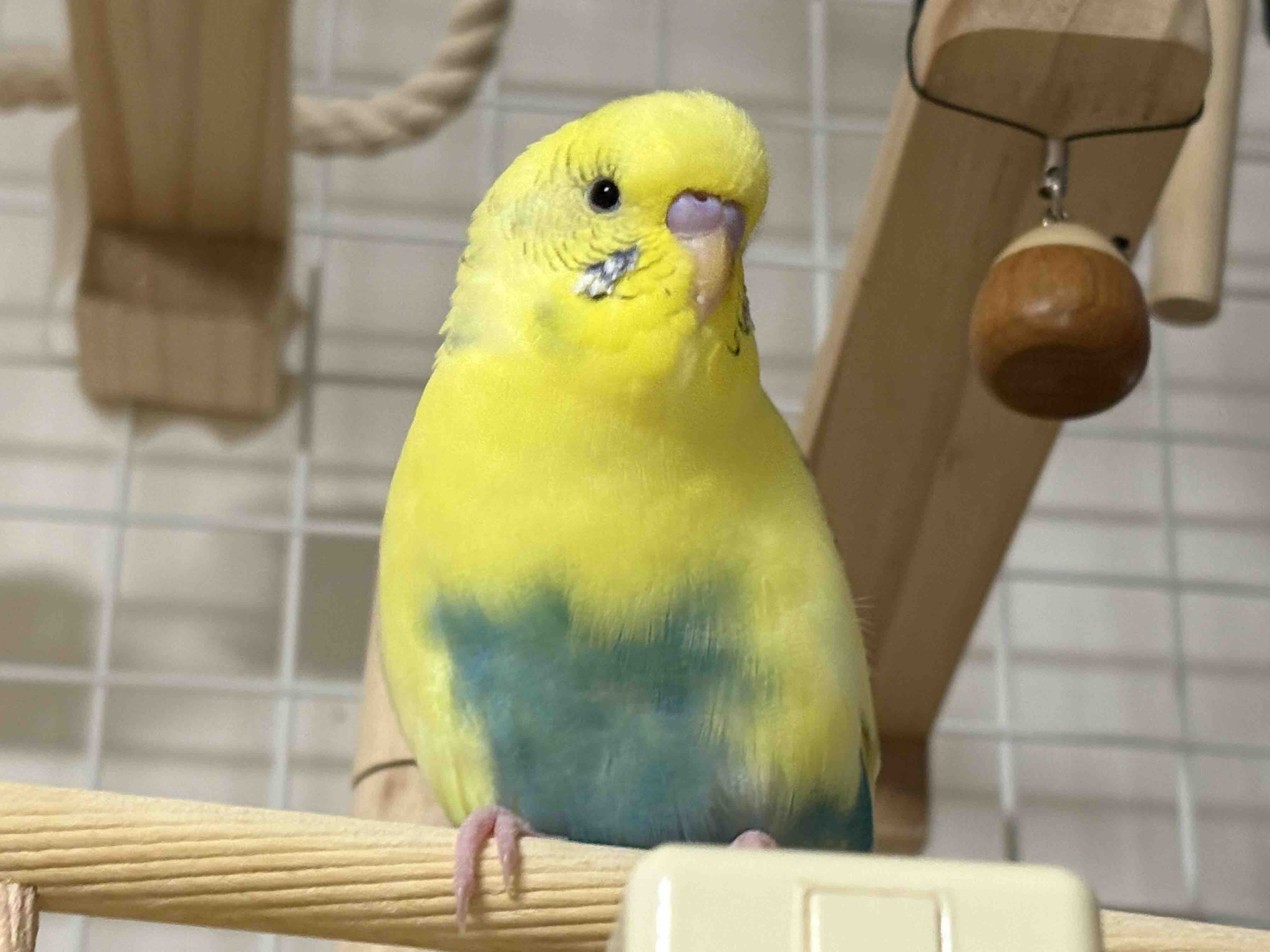 オカメ🐤フォロバ必ずします