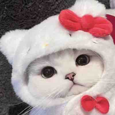 𝑪𝒉𝒐𝒄𝒐♥️