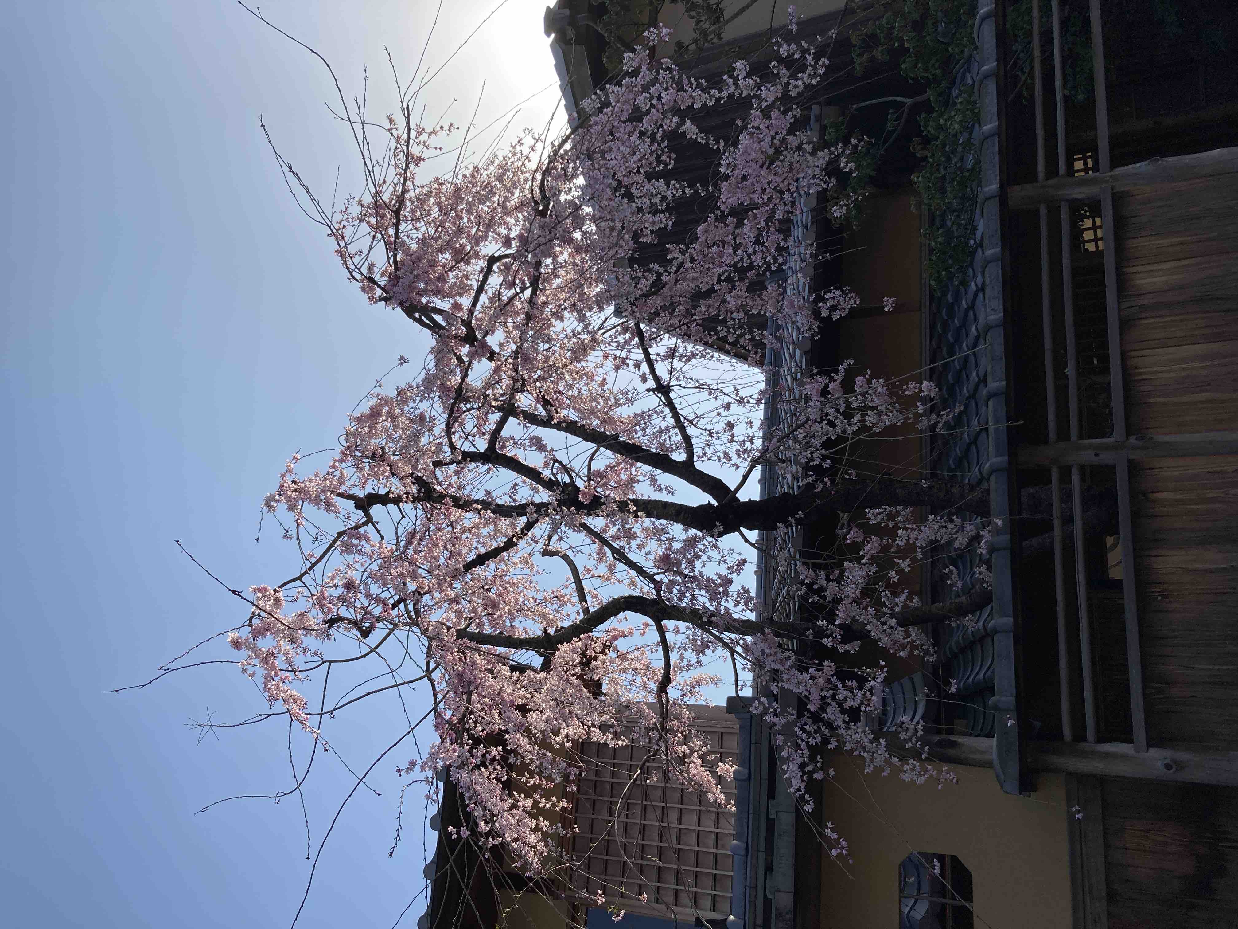 Serina  セルフネイラー