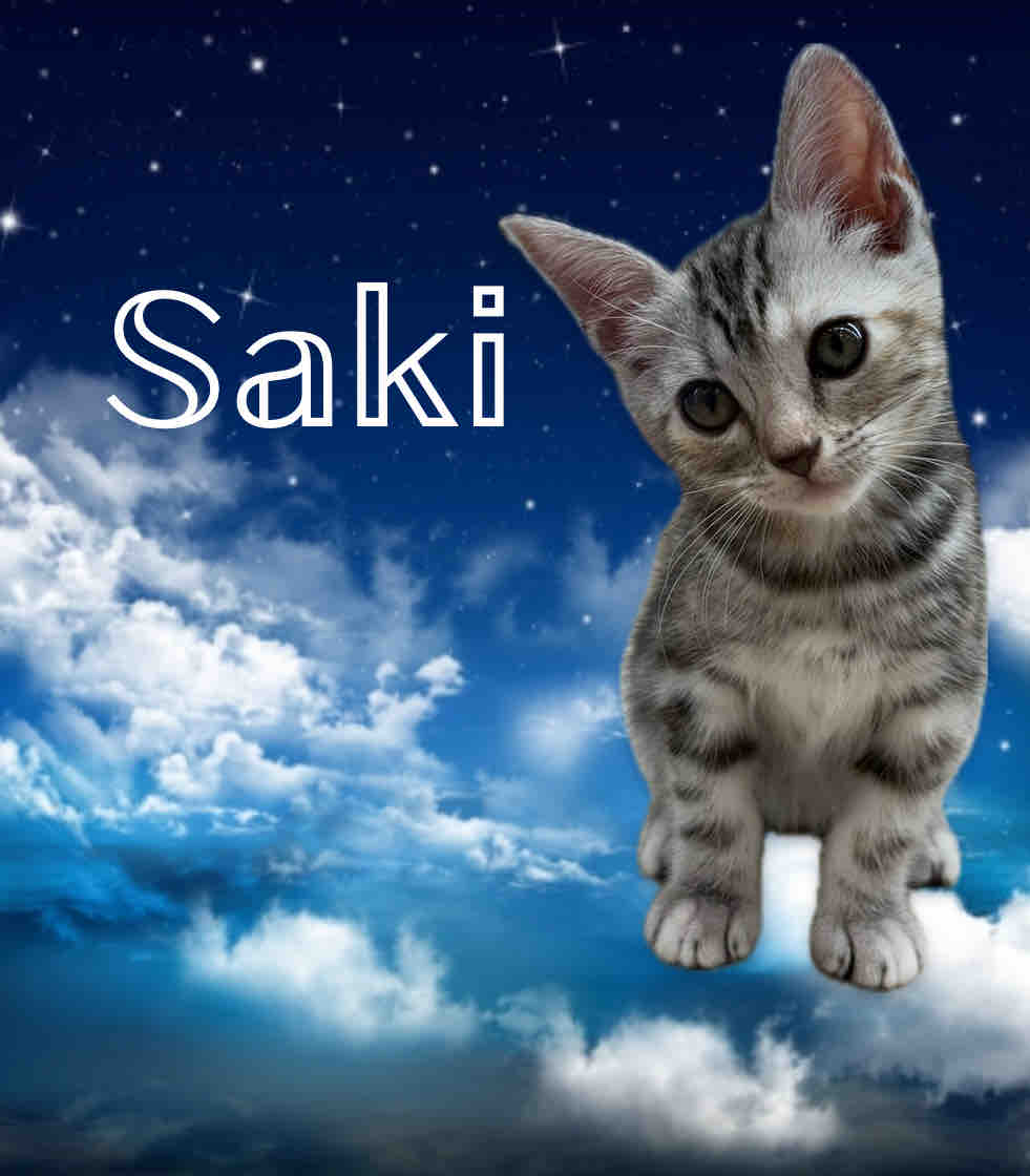 𝕊𝕒𝕜𝕚   フォロバ  