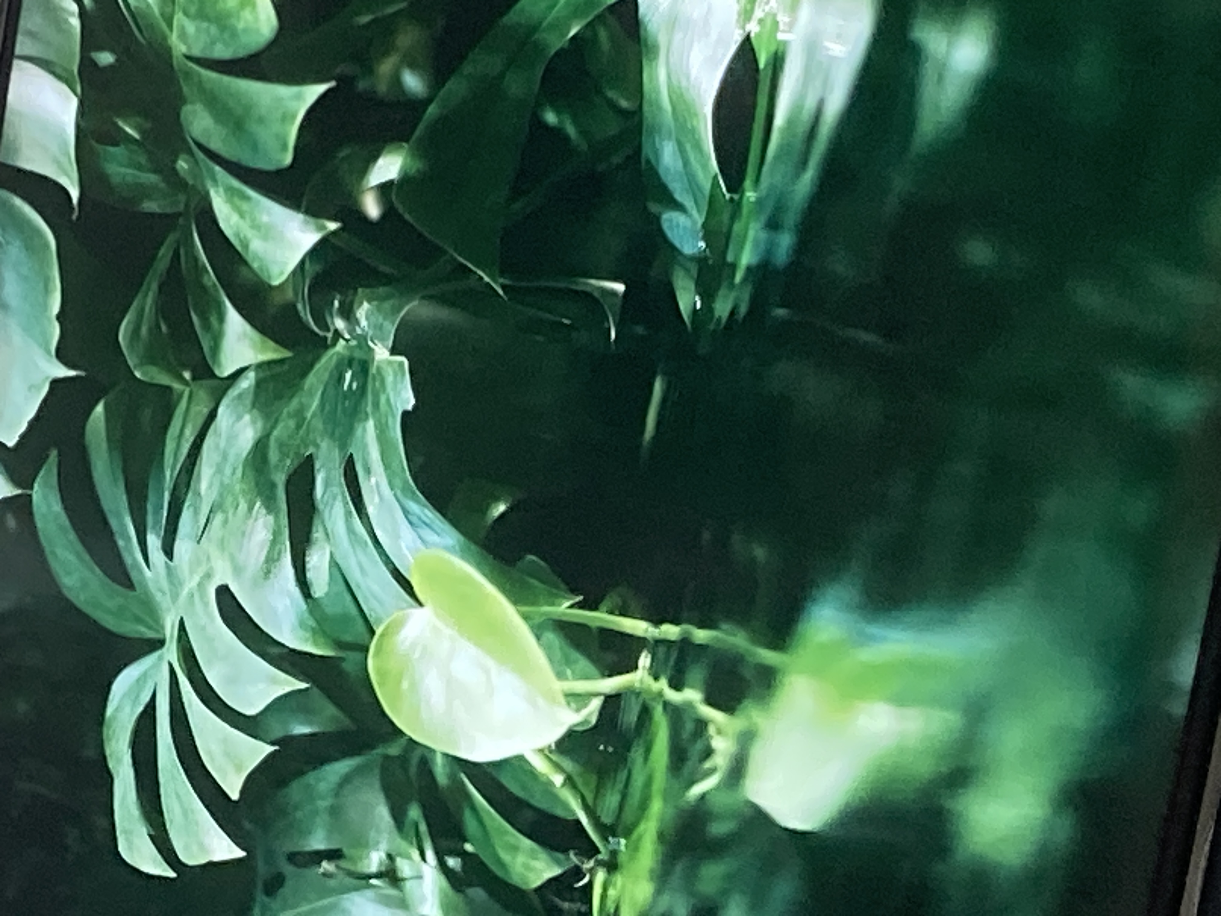 揺れる青梗菜🥬