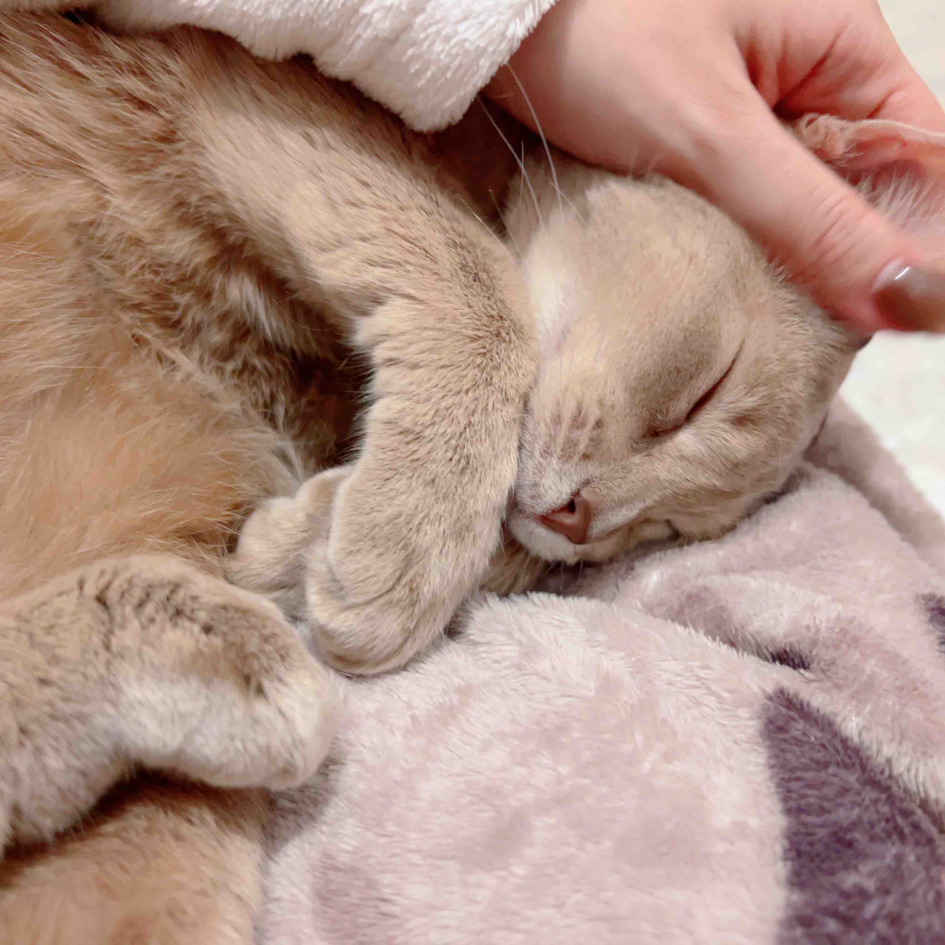 ひのき👩‍💻ワーママ