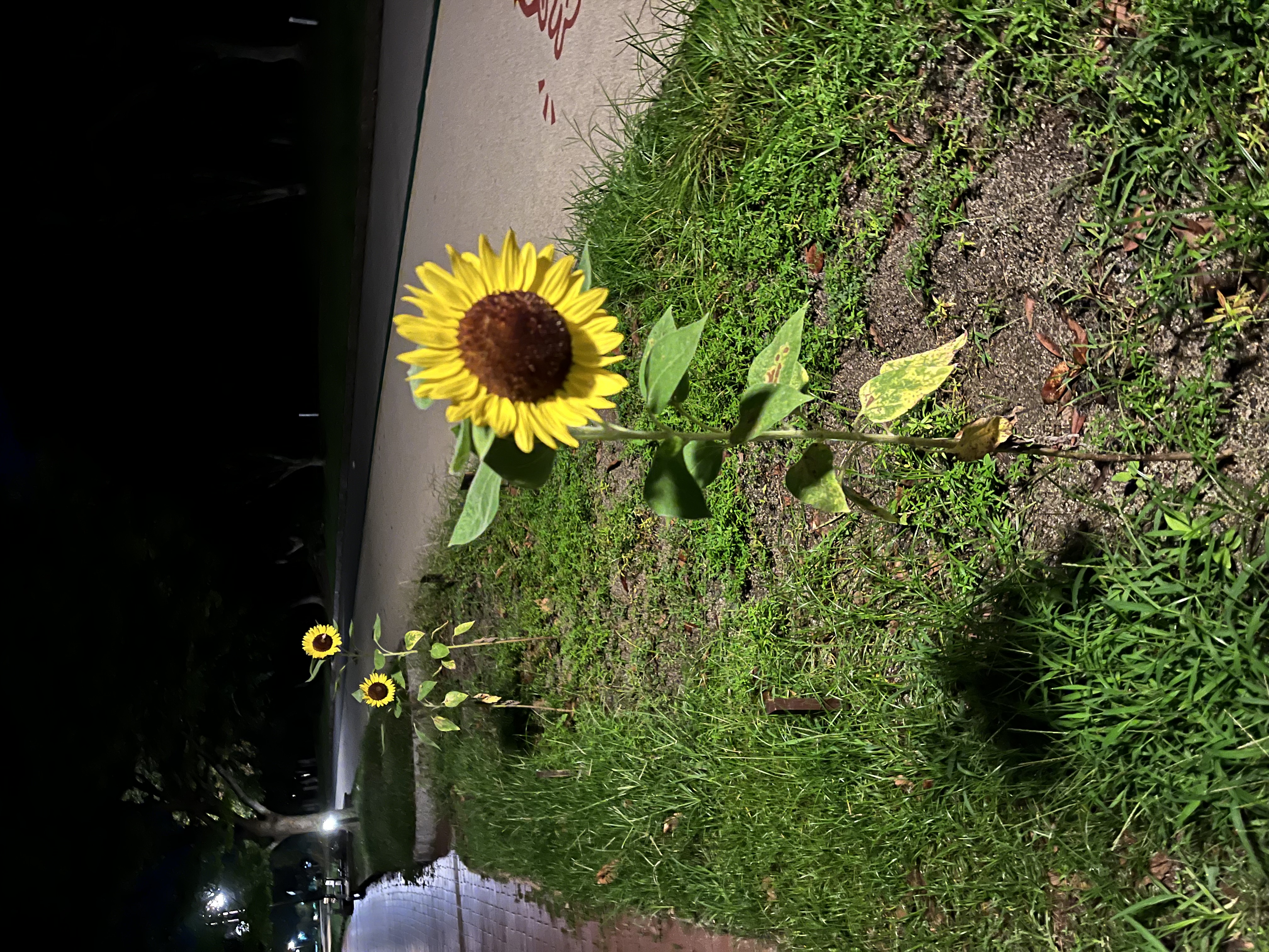 𝐇𝐢𝐦𝐚𝐫𝐢🌻(ﾌｫﾛﾊﾞ)