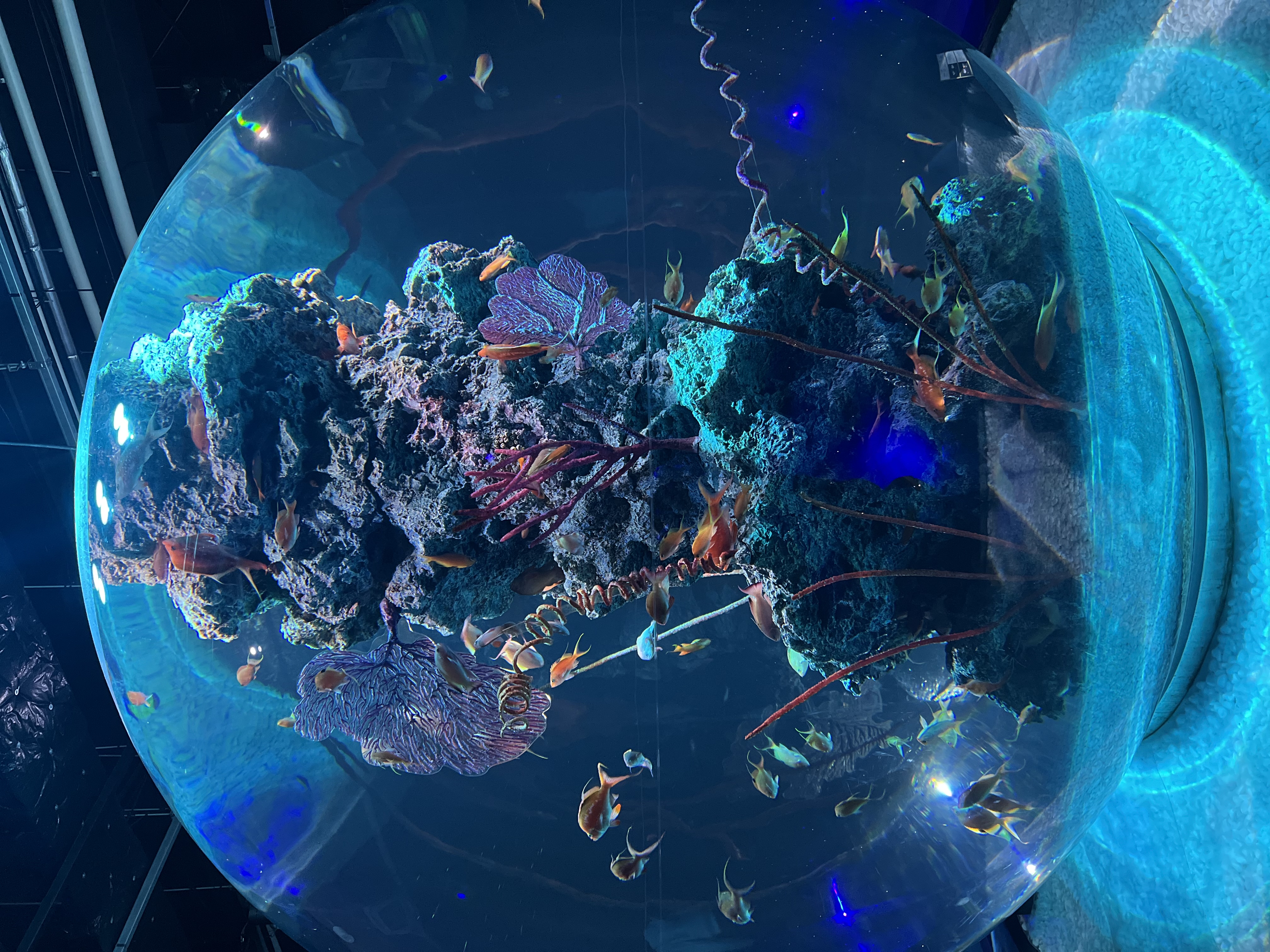 とろんとろんのわらびもち