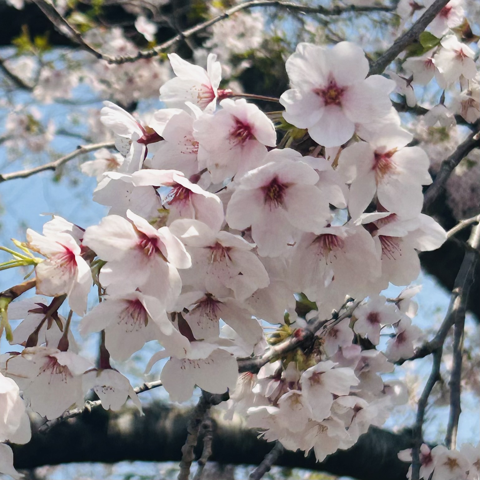 美桜🍒フォロバ100