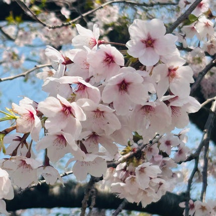 美桜🍒フォロバ100