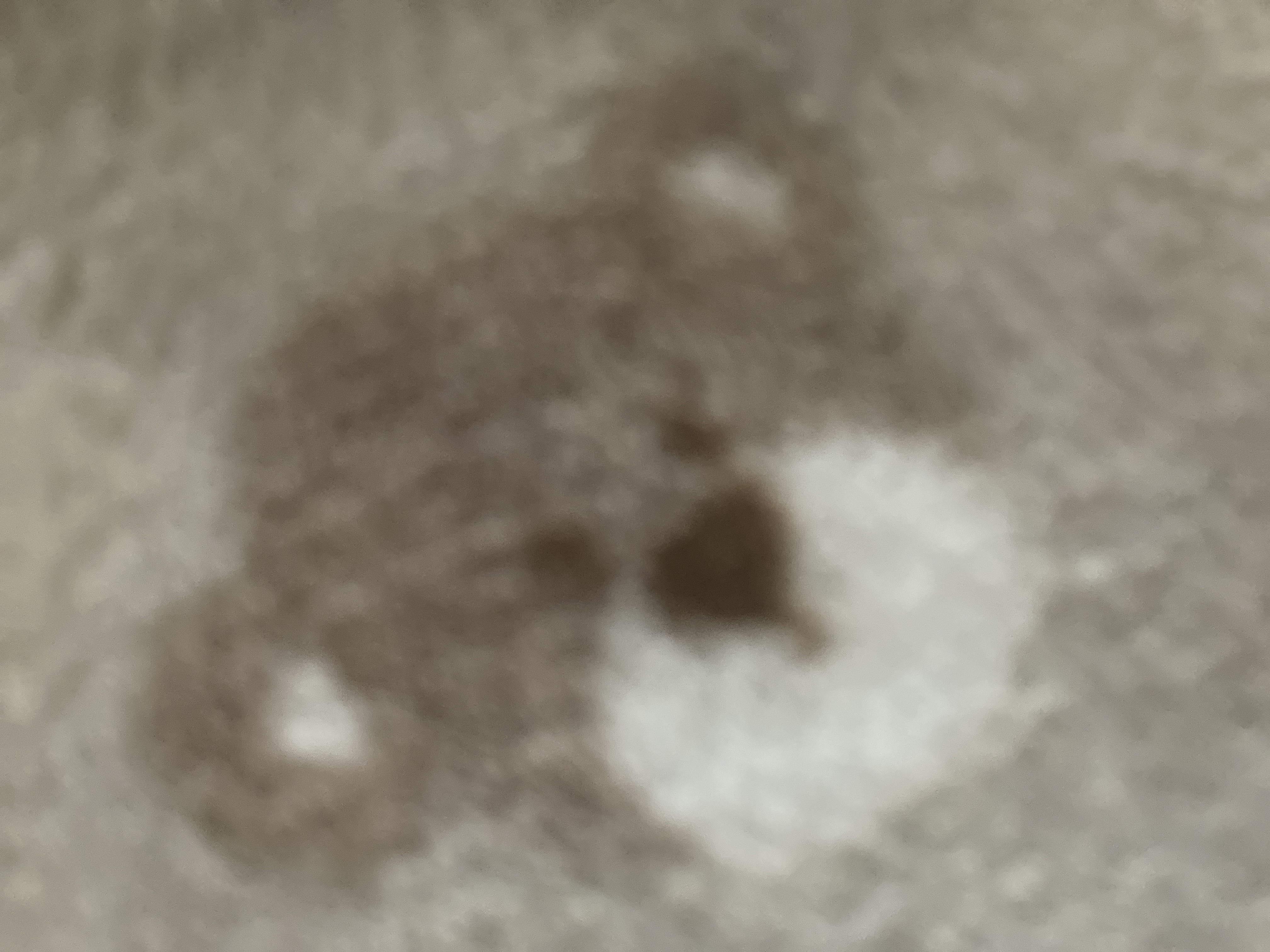 麦畑ココア☕️