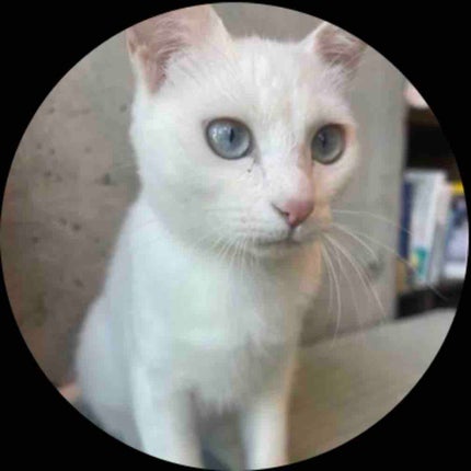 saa328sa フォロバ100