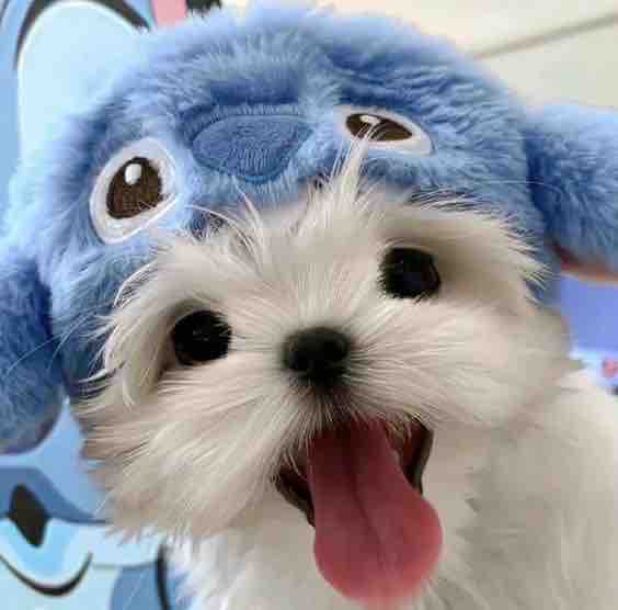 子犬🐶だいすき