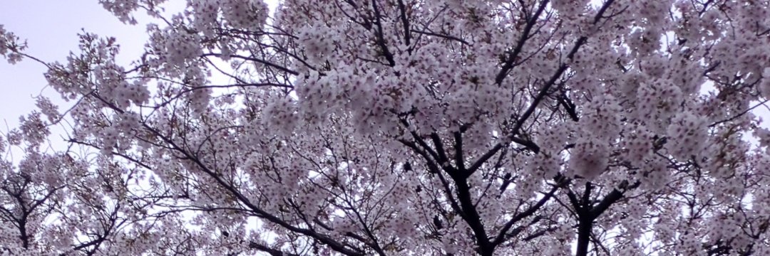 みみ💕パケ買いコスメレビュー