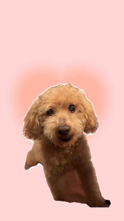 わたあめ姉妹🐾