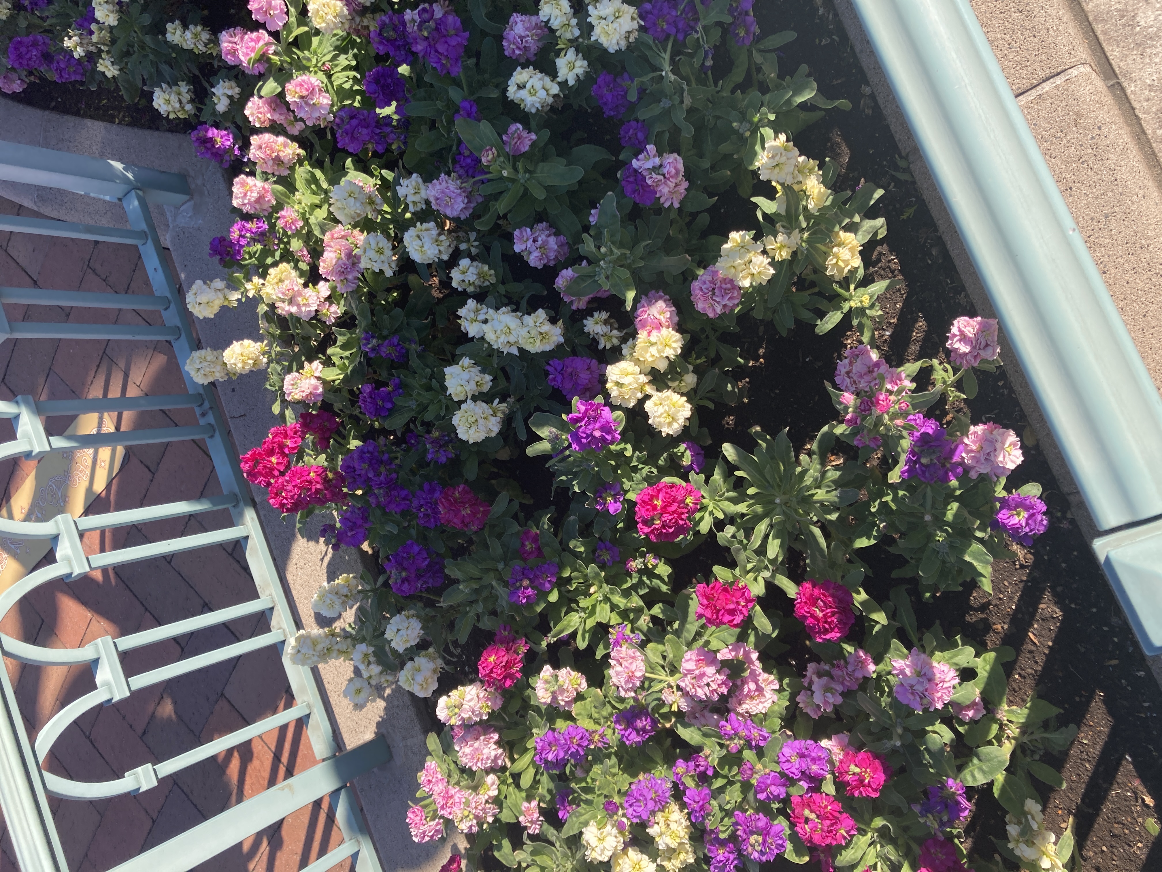 みにーちゃん🐖