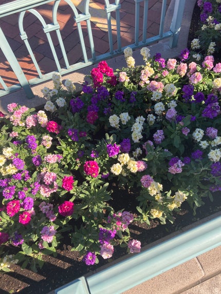 みにーちゃん🐖