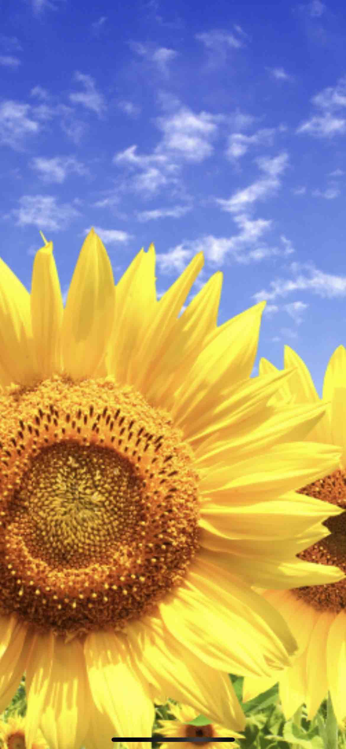 maru🌼フォロバ100