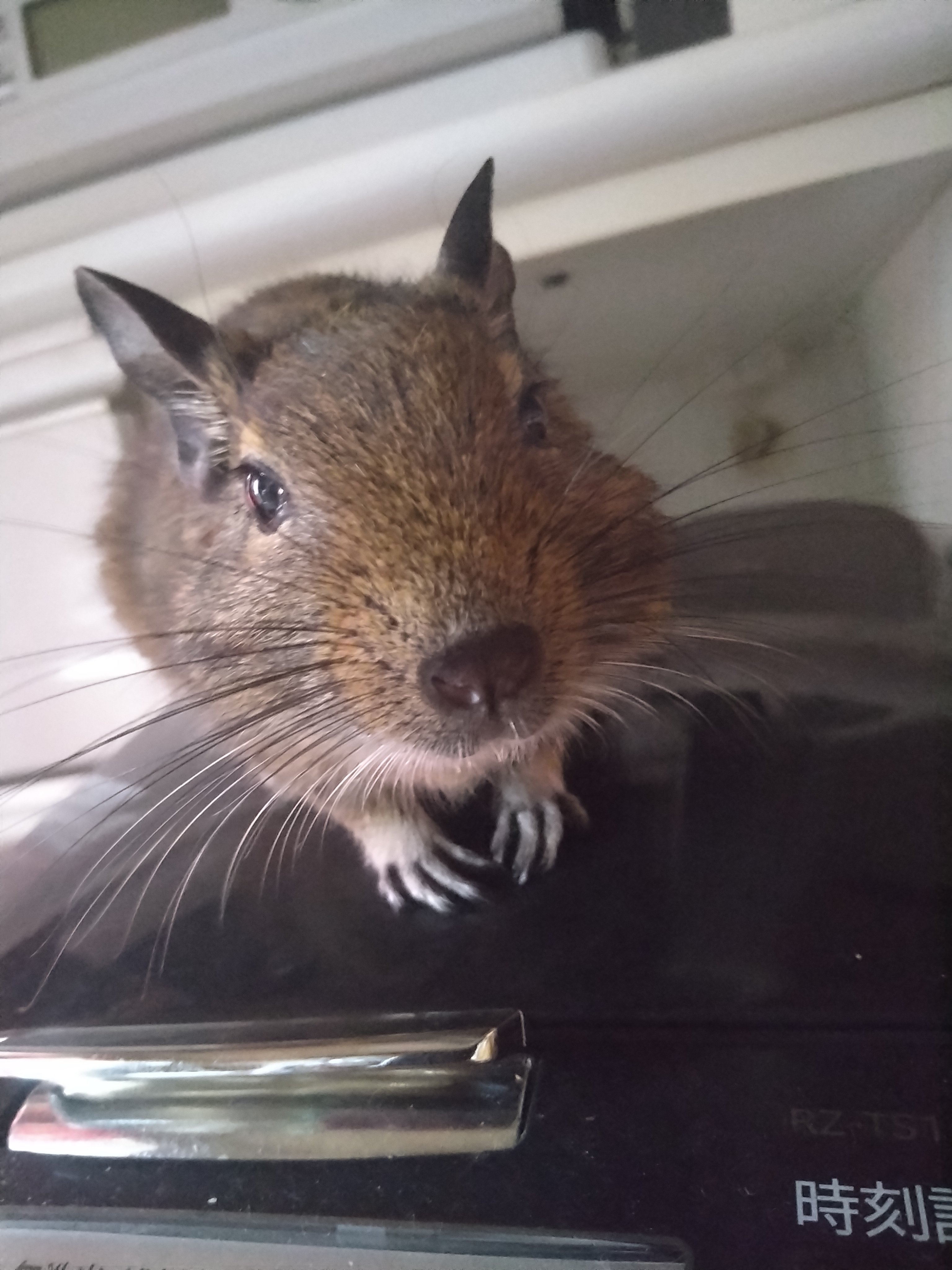 (*´▽｀*)(´▽｀)