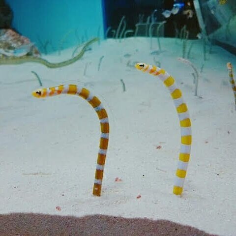 momoka フォロバ100