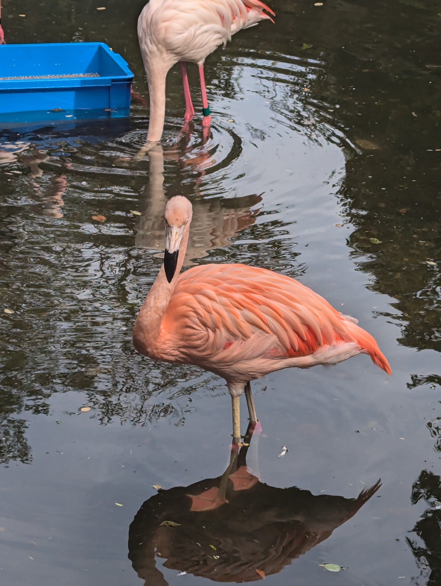フラミンゴ