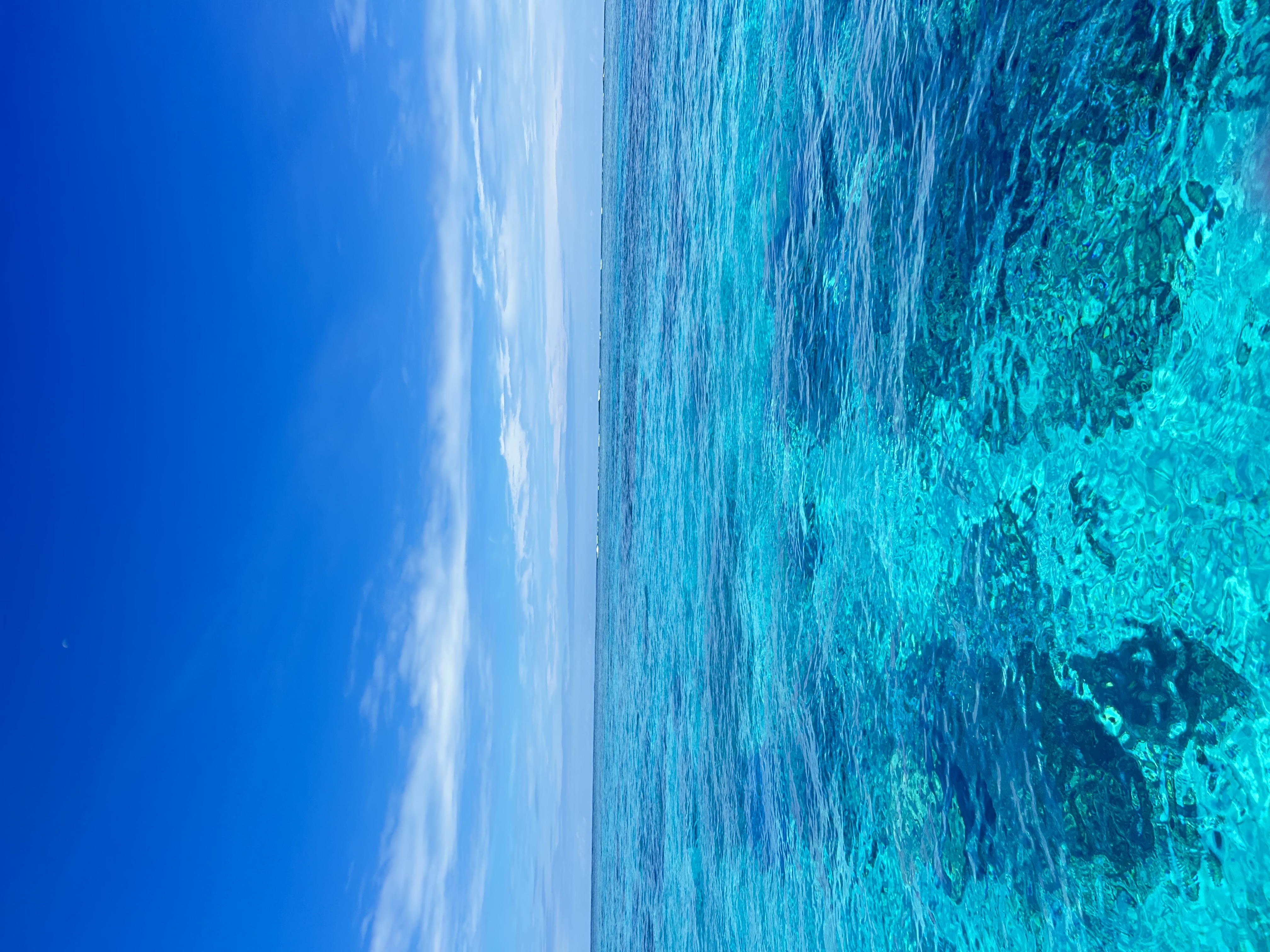 しろみん🌅🦭