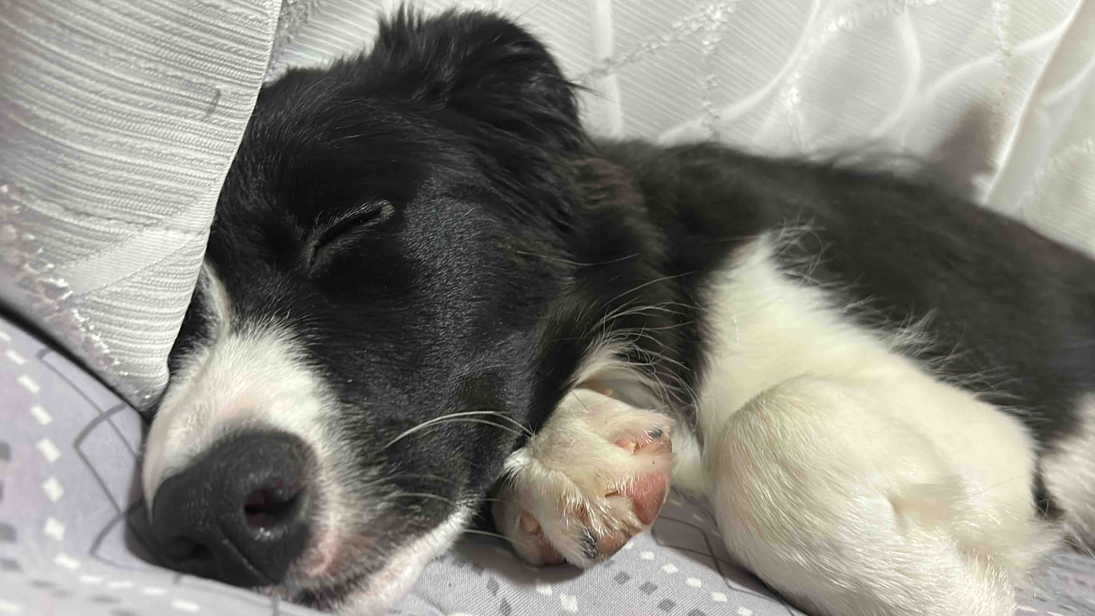 おすし_🤍🐕収集癖