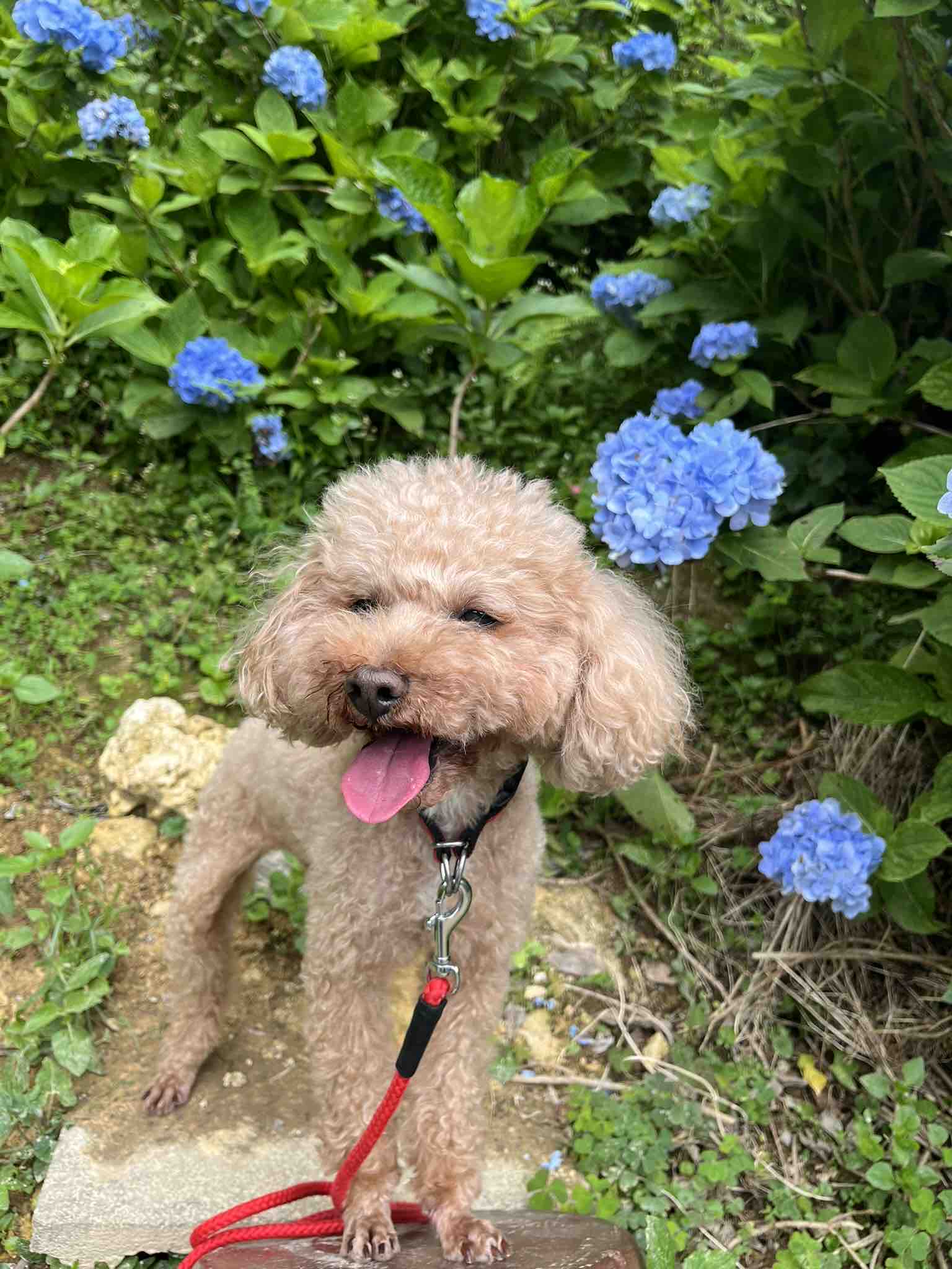 ぷりんちゃんフォロバ100🐶