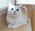 もちねこ💄フォロバ