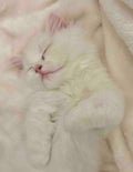 いとちゃ