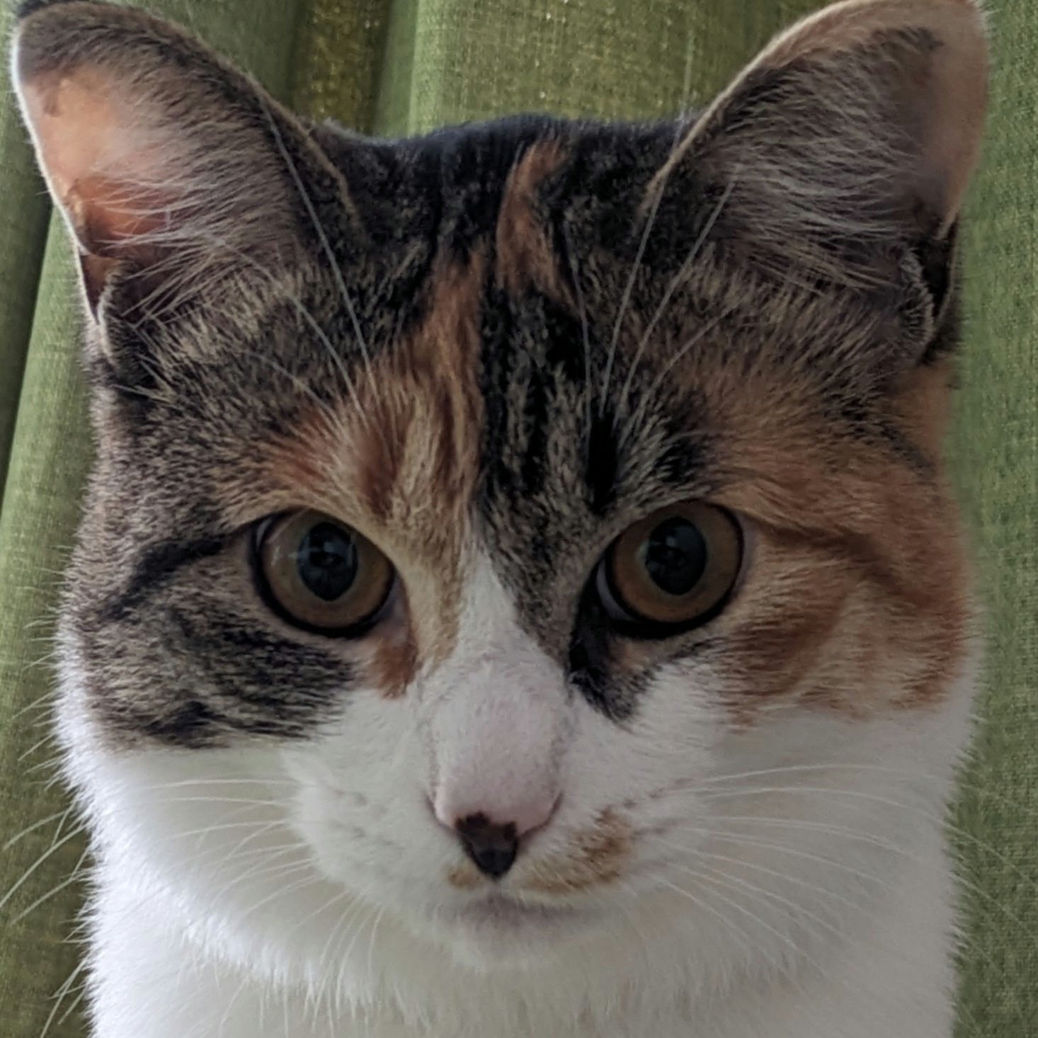 ちゃぺ🍀フォロバ