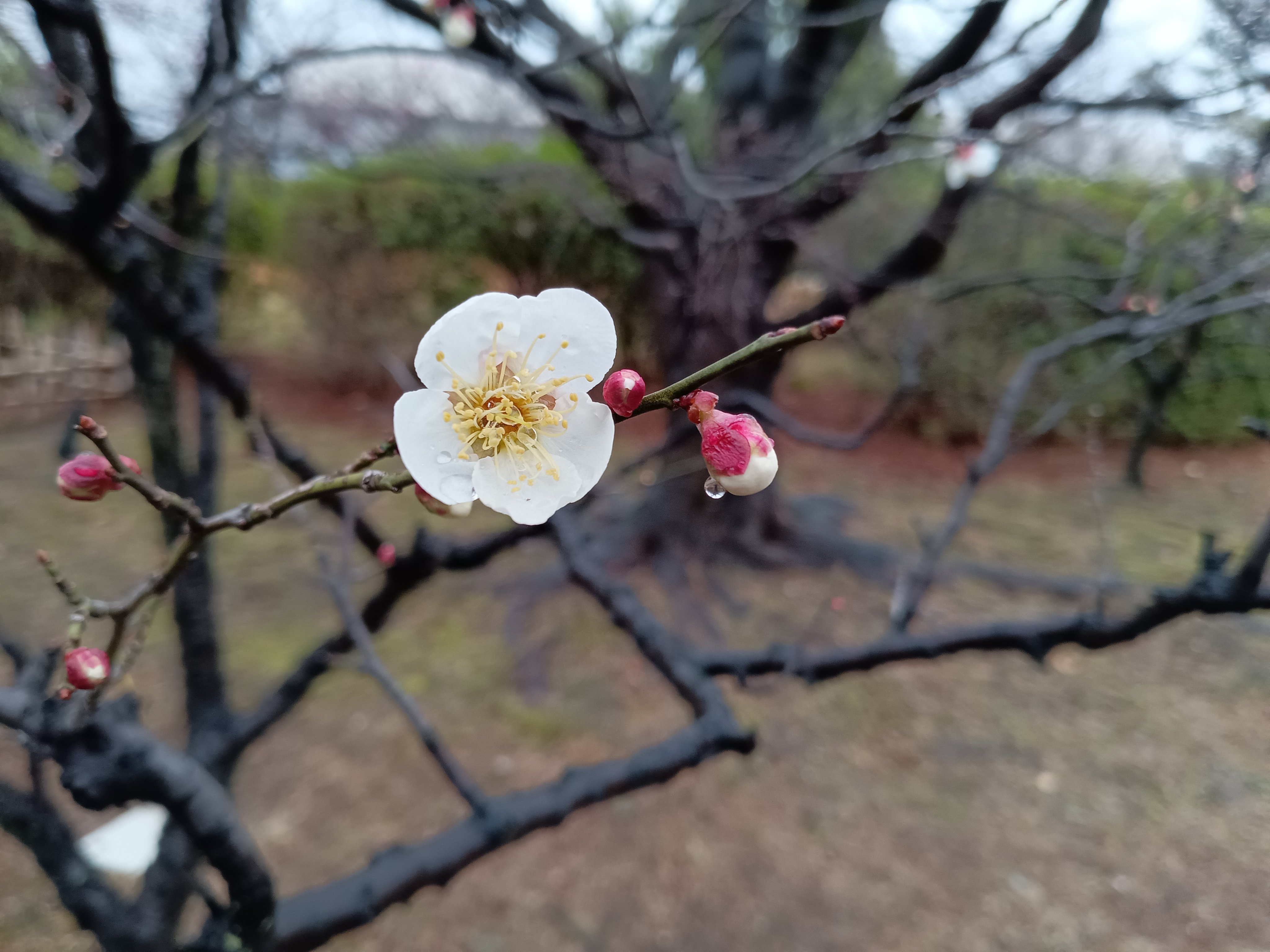 めそろぽりたん