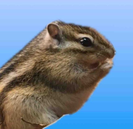 mio🐈🐿️