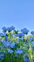 あおい