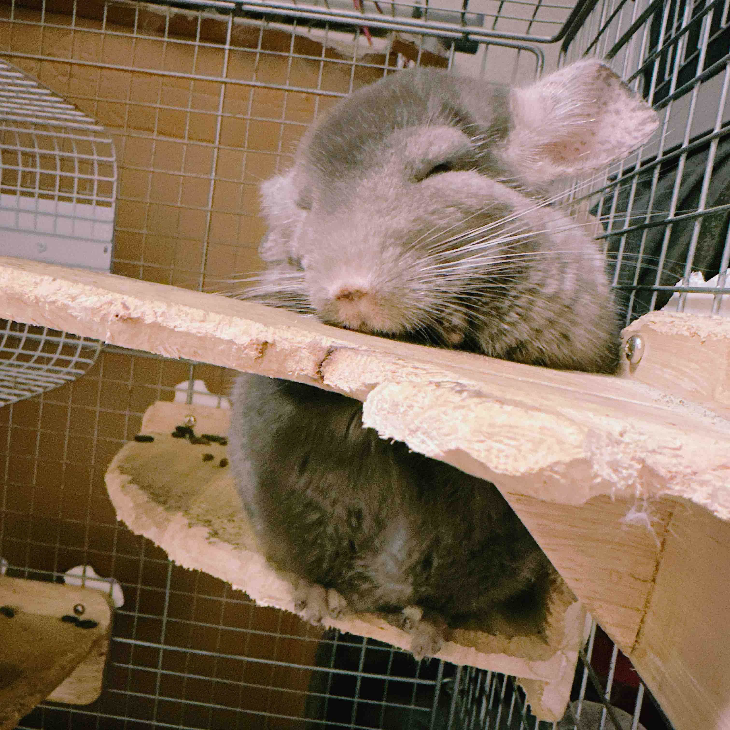 たまぞう🐭🍁フォロバ