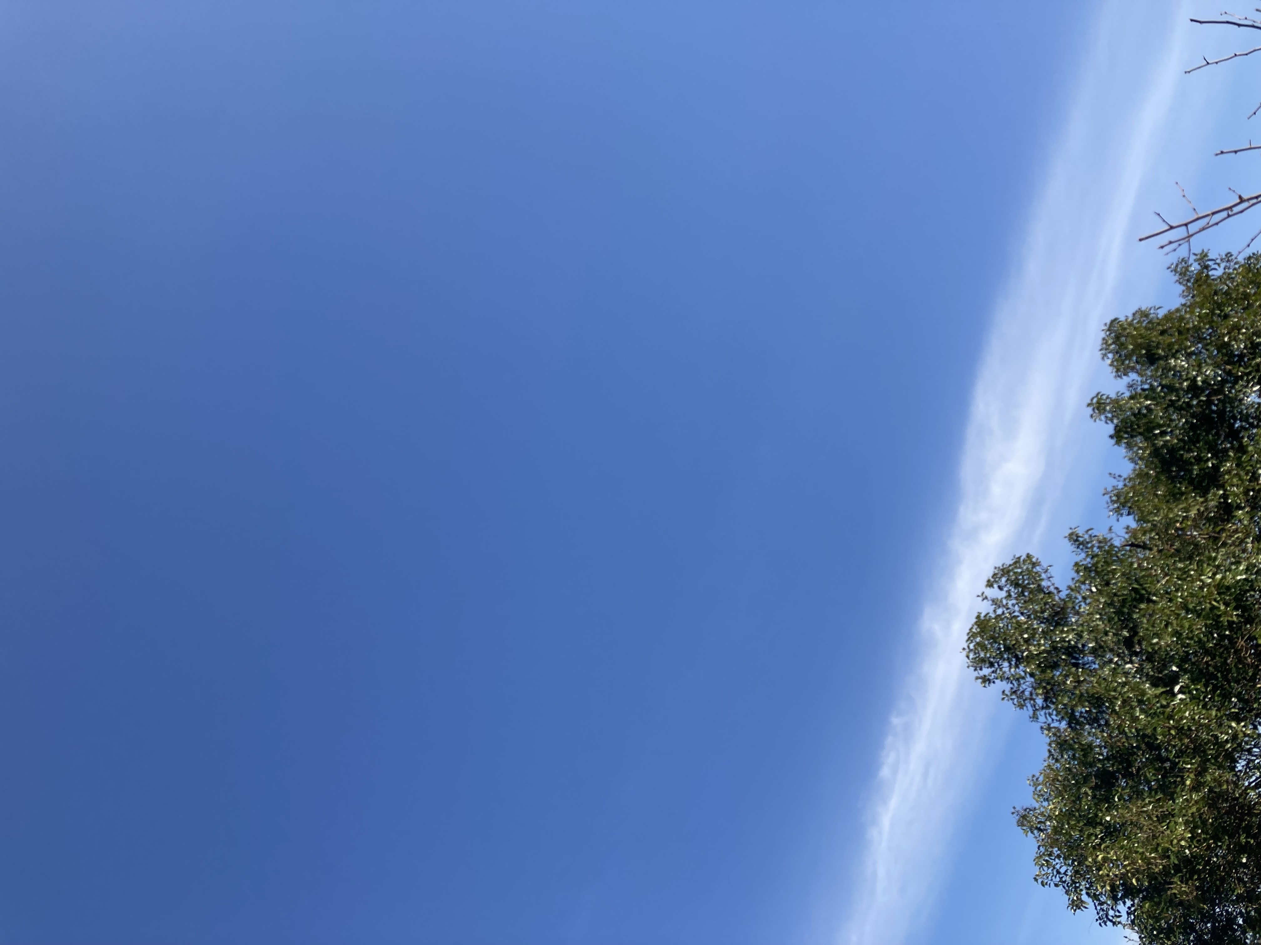 こはくんちょす