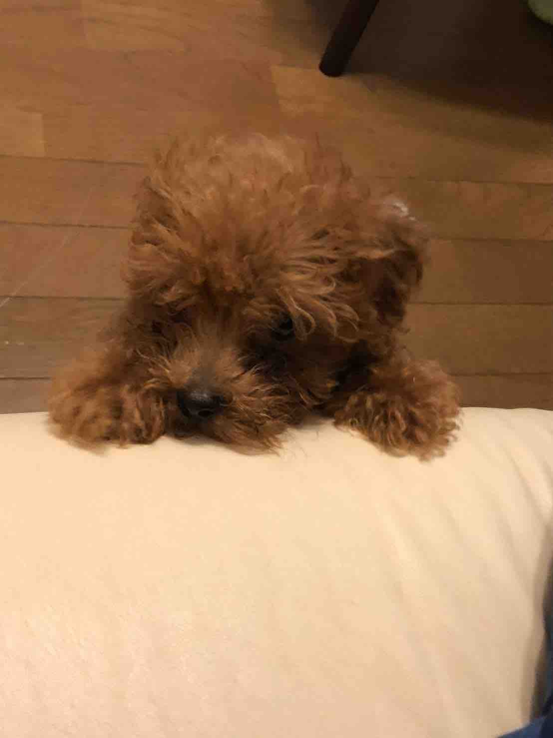 にこ(^-^)ちゃん