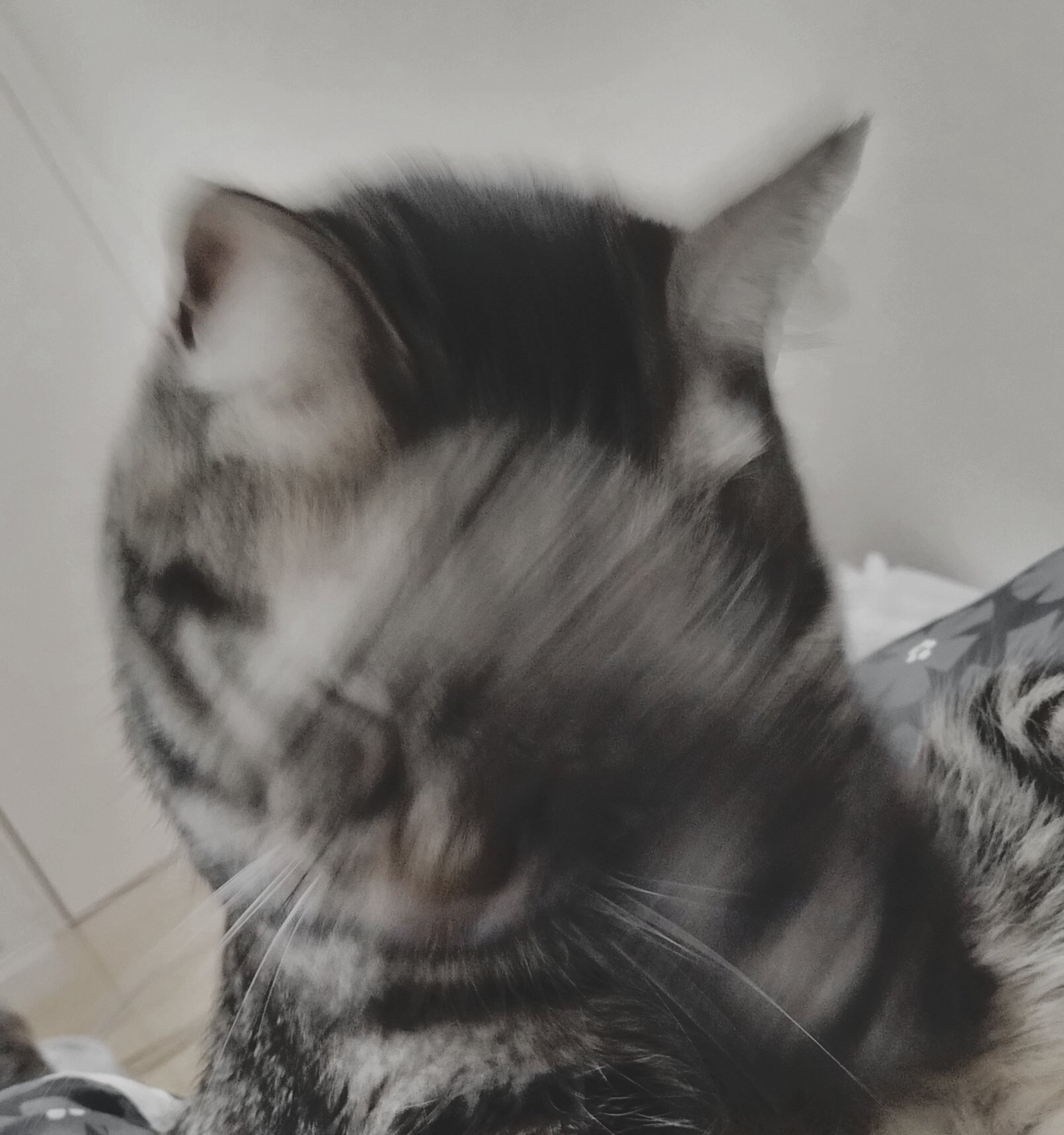 furu@フォロバ100%