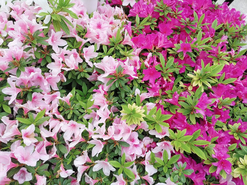 フォロバアクア