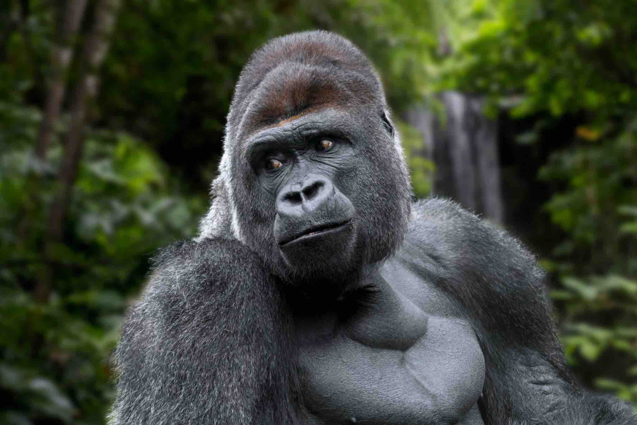 Gorilla 