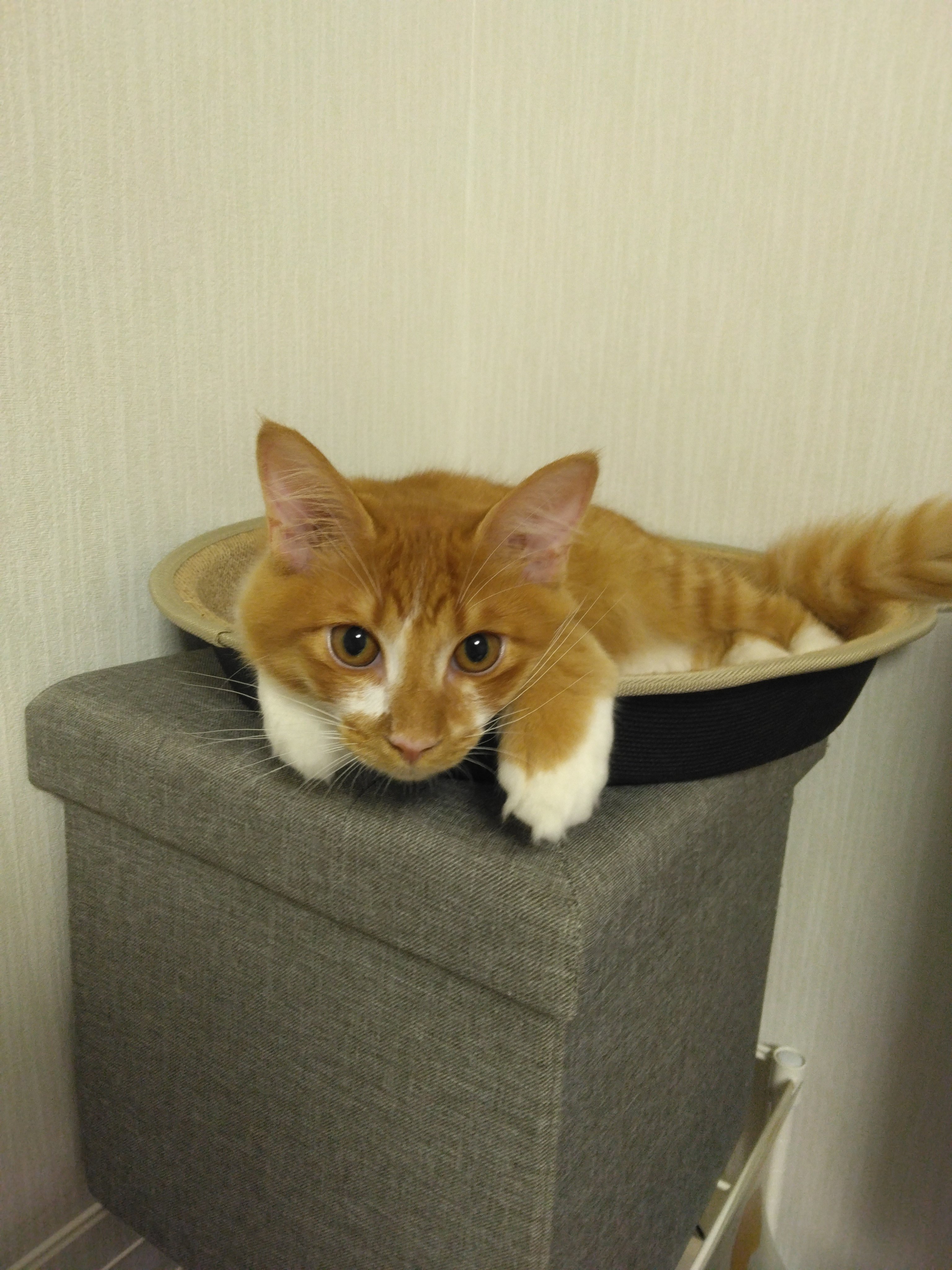 ratemaroフォロバ100