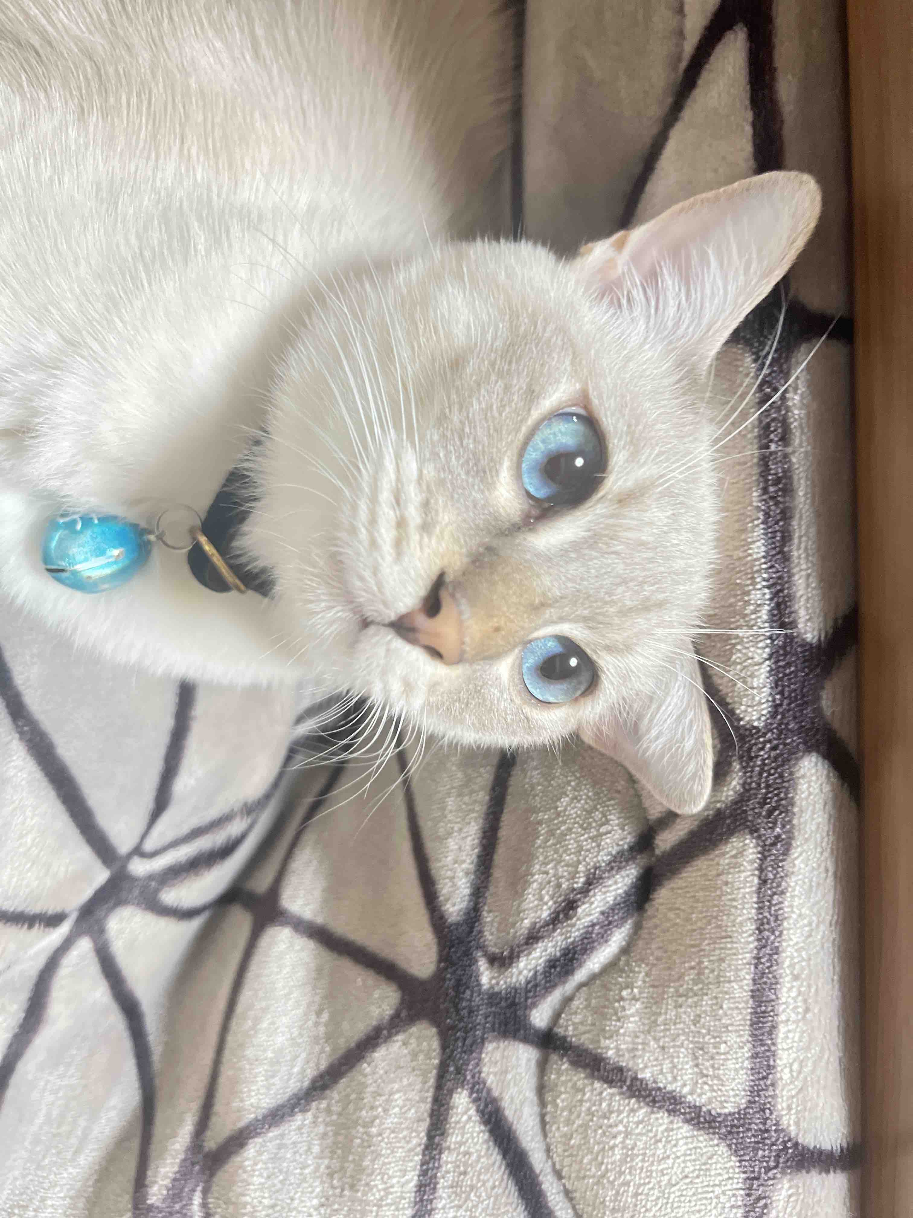 雲母阪 䨩夜(きららざか れいや)