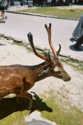 Cacaco%