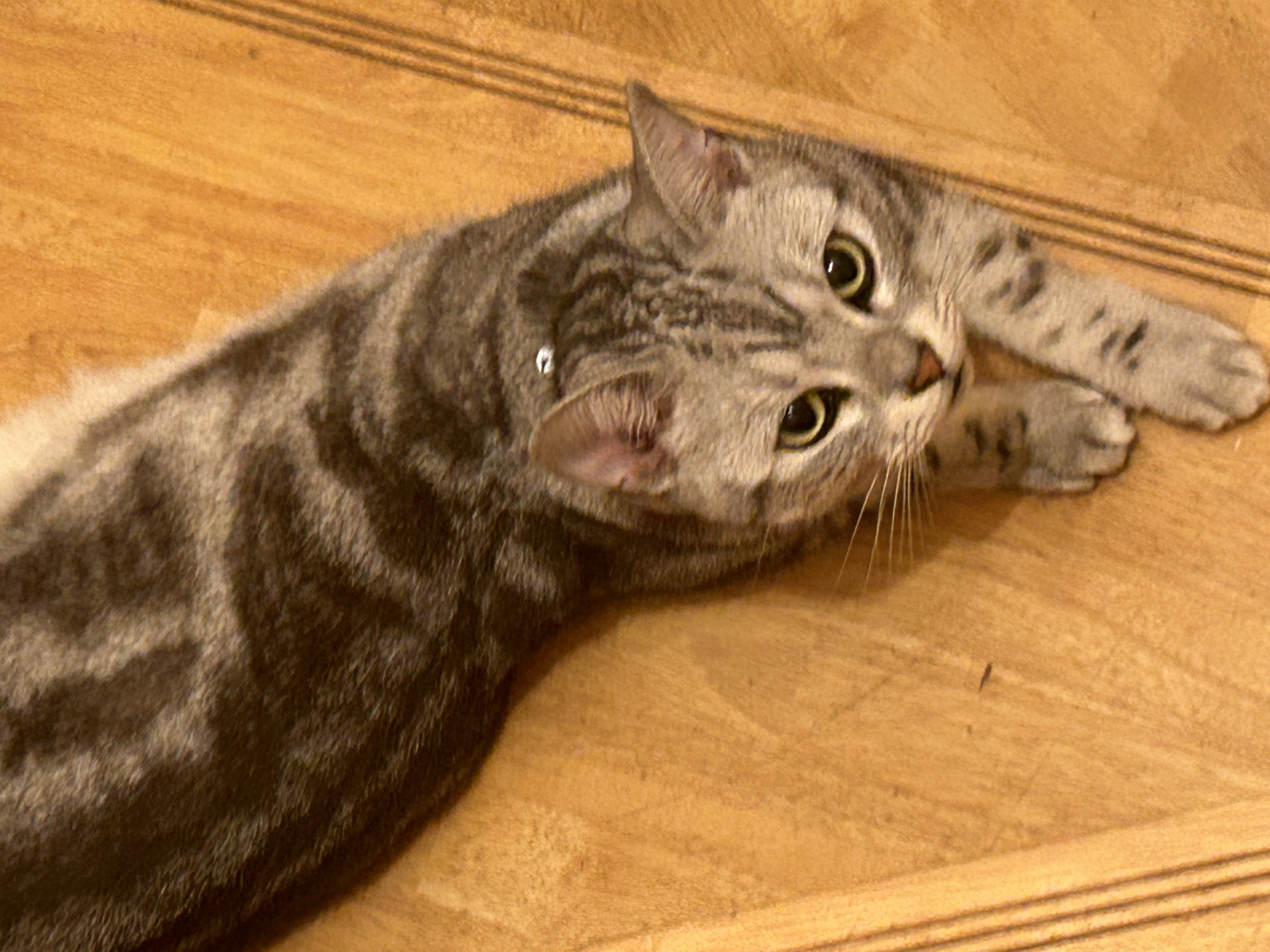 /•᷅‎‎•᷄\୭