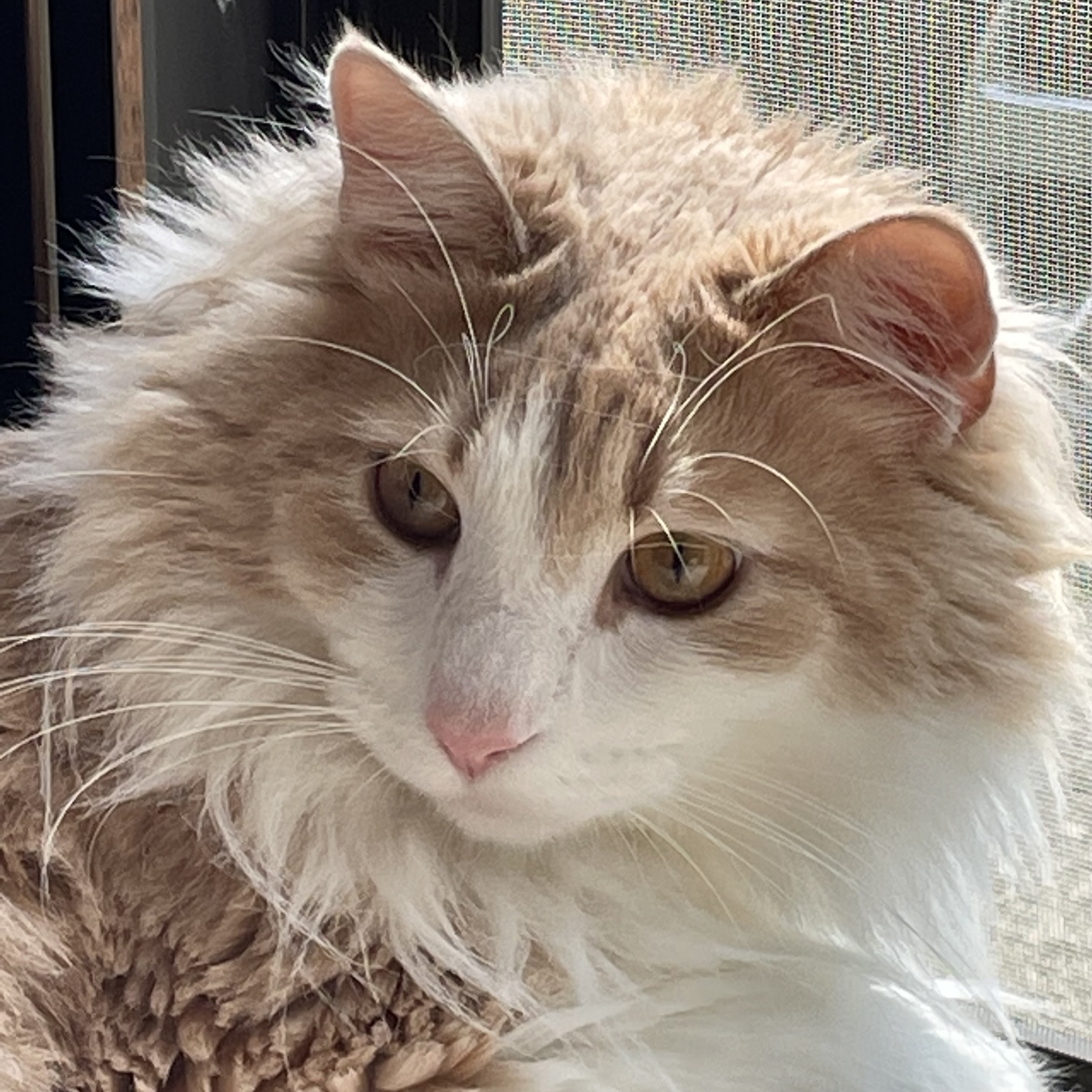 Poi🐈💄美容・コスメ垢