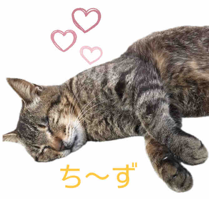 ち〜ず　フォロバ100🌻💛🤍　　　