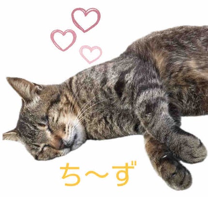 ち〜ず フォロバ100🌻💛🤍