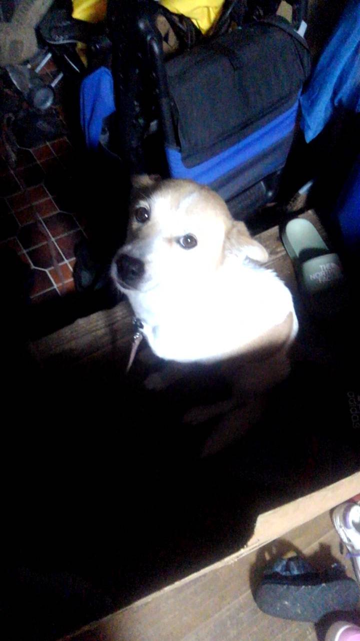 fantastic_rouge_goml