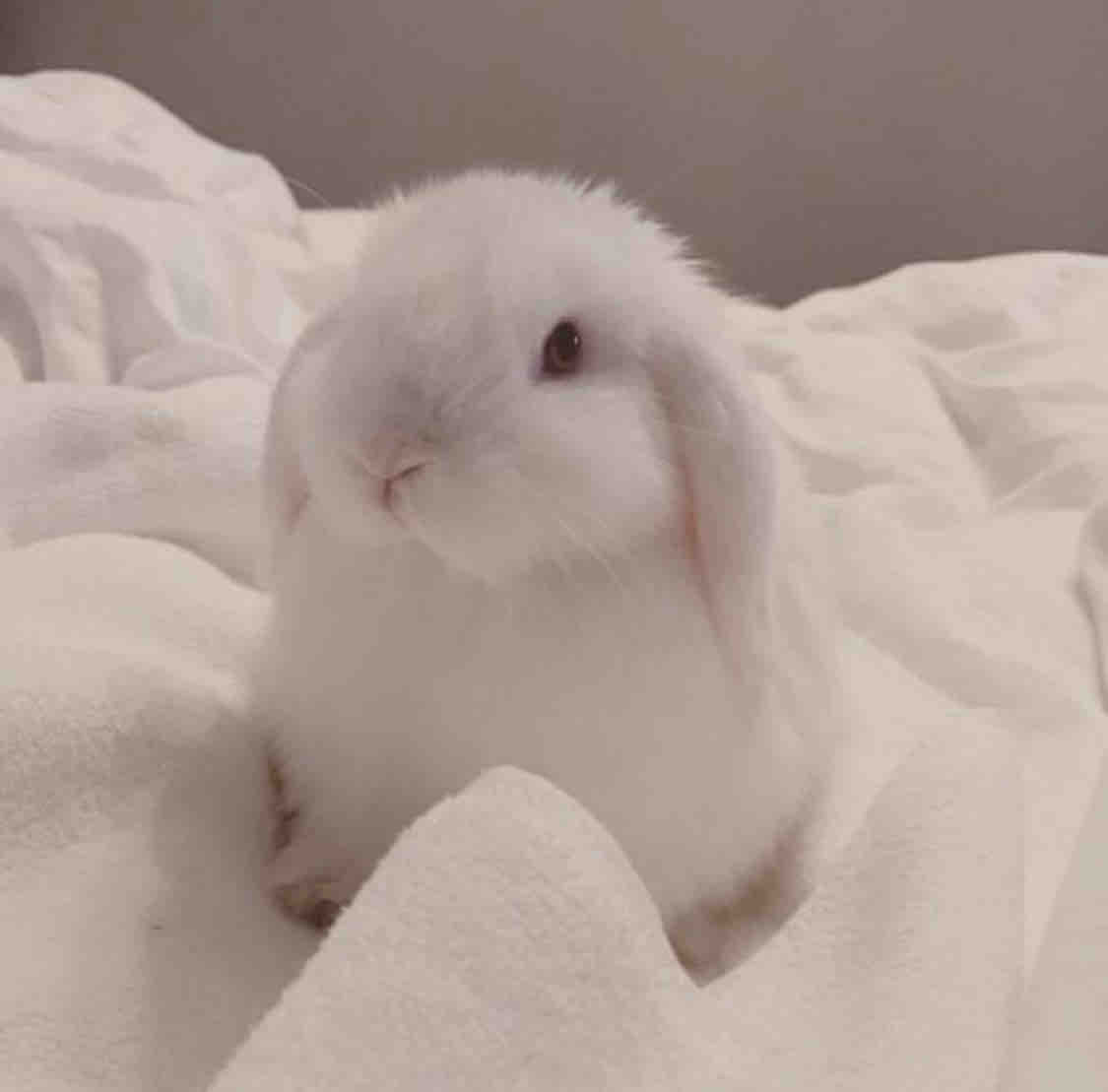 Kiki @フォロバ🦢♡