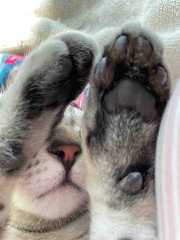 【韓国スキンケア】ぴか