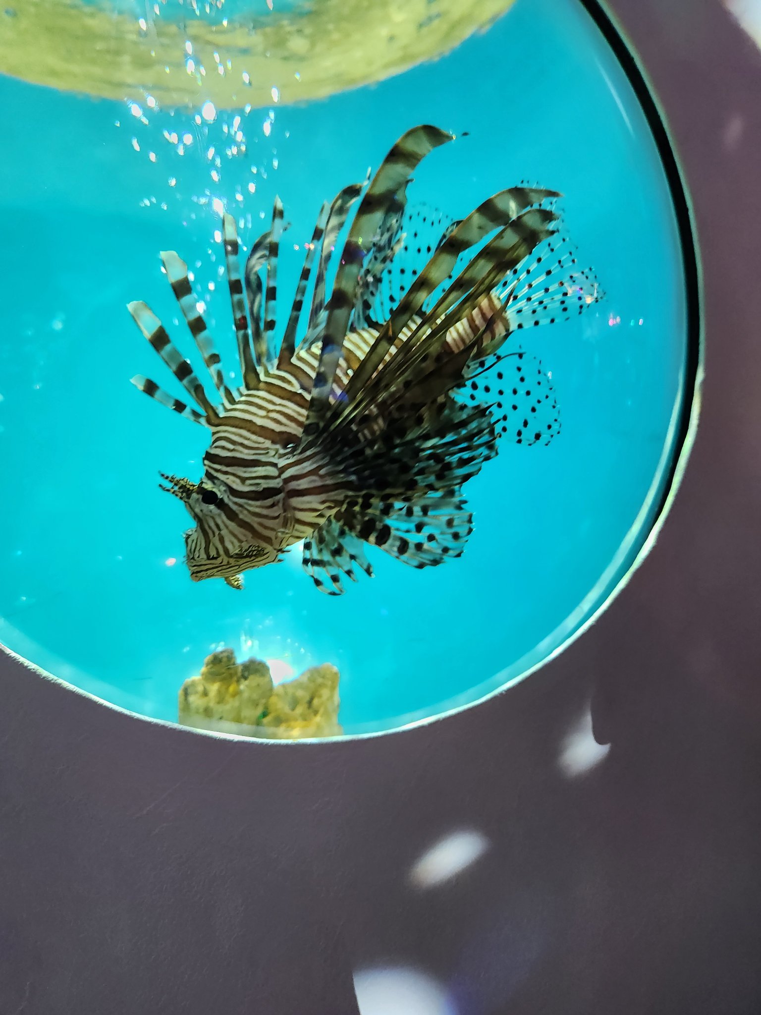 ゆろり* 🦍🍆🍌☃️🐷推し中！