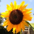 向日葵🌻